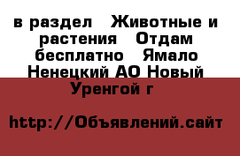  в раздел : Животные и растения » Отдам бесплатно . Ямало-Ненецкий АО,Новый Уренгой г.